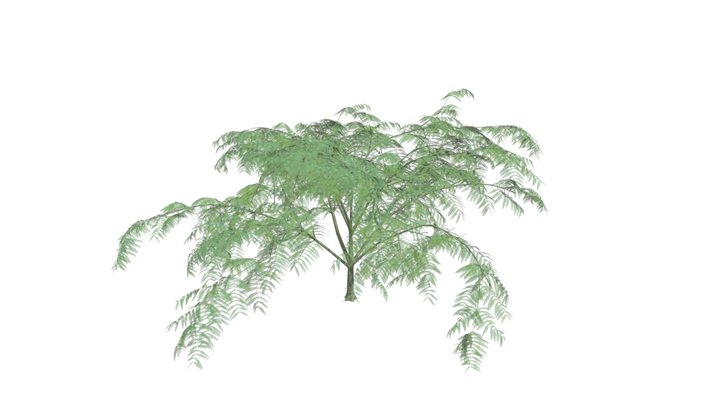 Mimosa Tree #06 3D Model