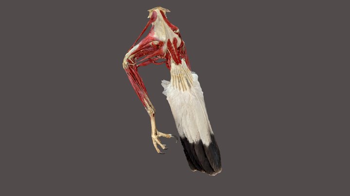 MH1266 Golden Eagle Export_metascan 3D Model