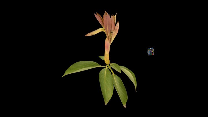 CC0 タブノキ新芽 Japanese Bay Tree, burgeon