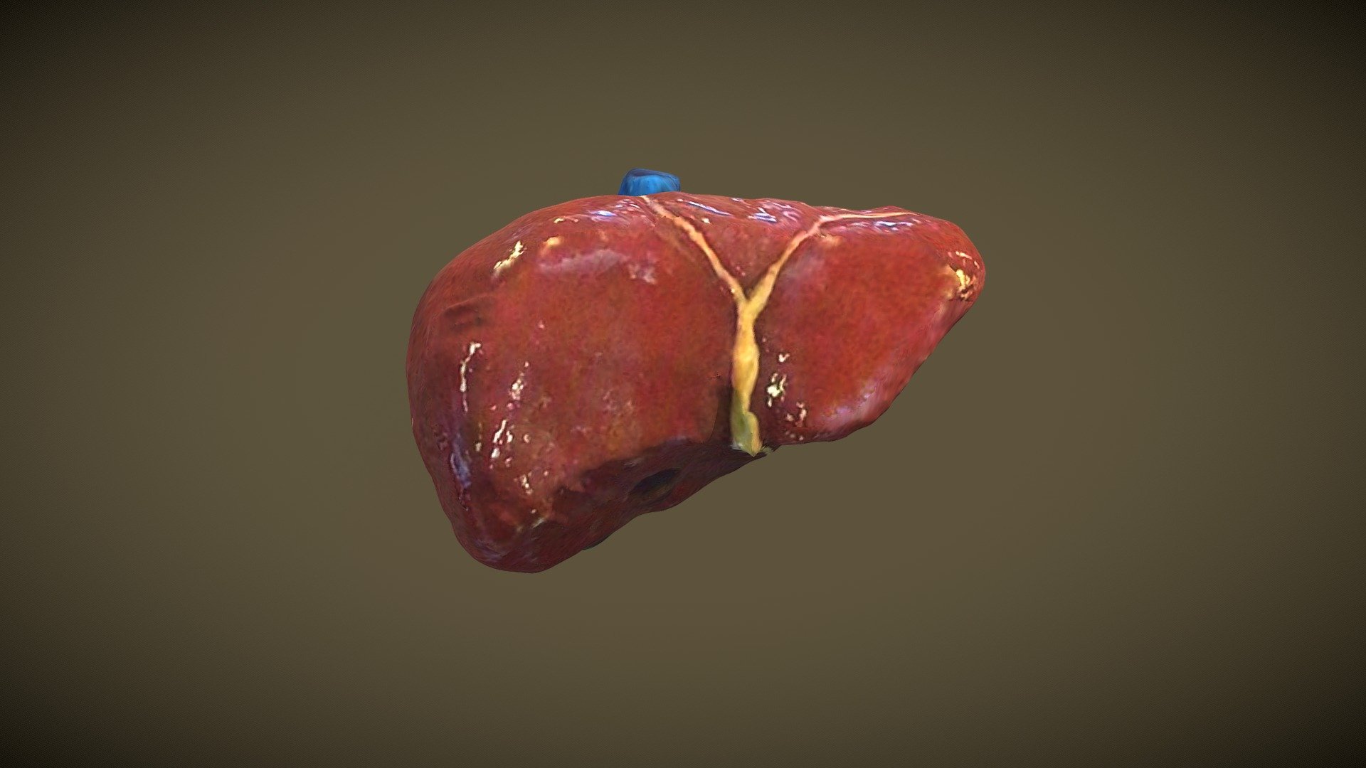 Liver