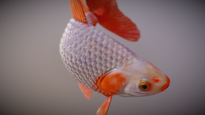 Jikin goldfish 3D Model