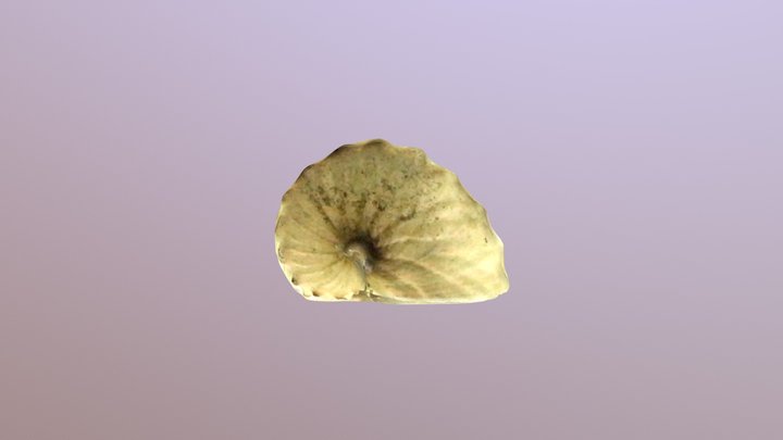 闊船蛸Argonauta hians 3D Model