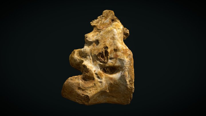 OPH2025 Tetanuran axis vertebra C2 3D Model