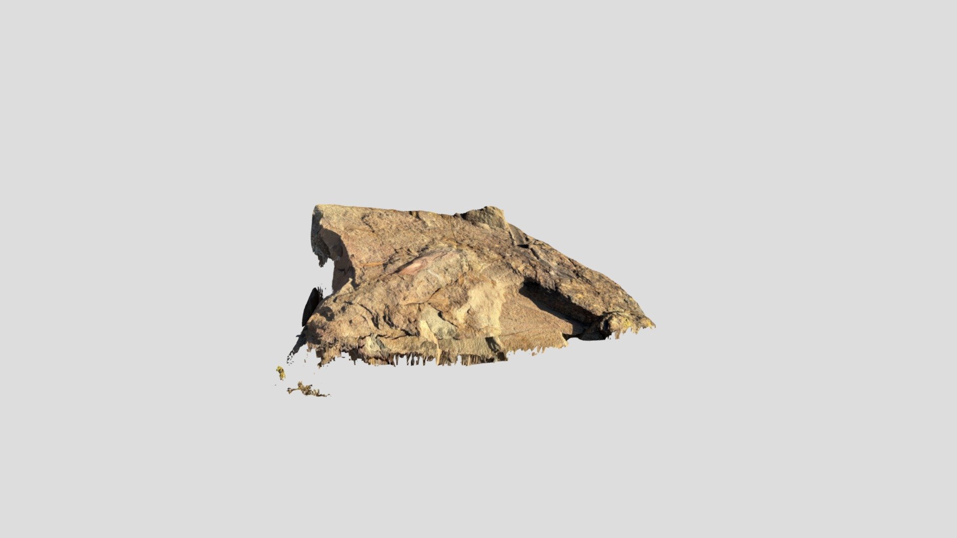 Skoorsteenberg plant fossils