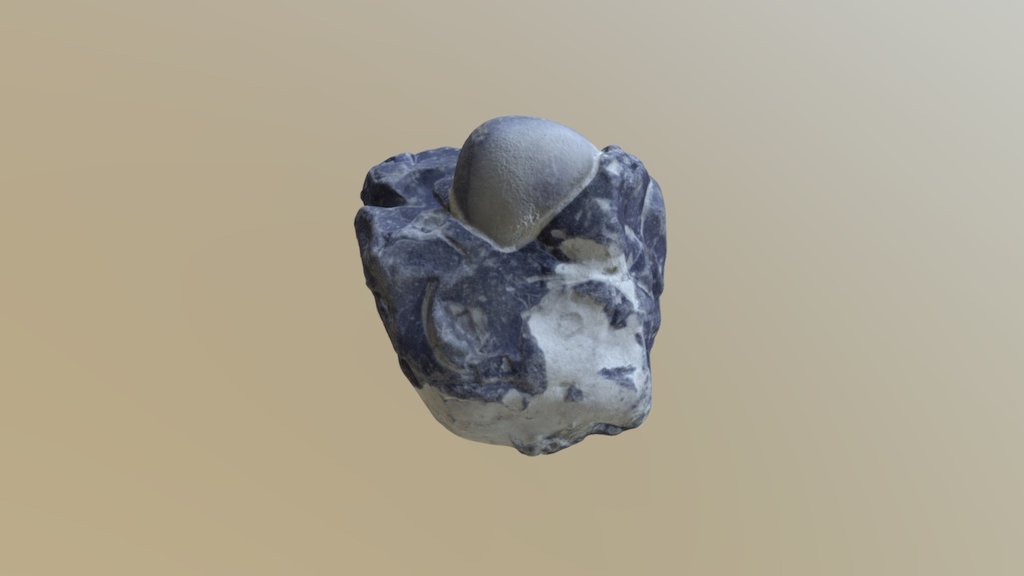 Stone with sea urchin fossils in it
