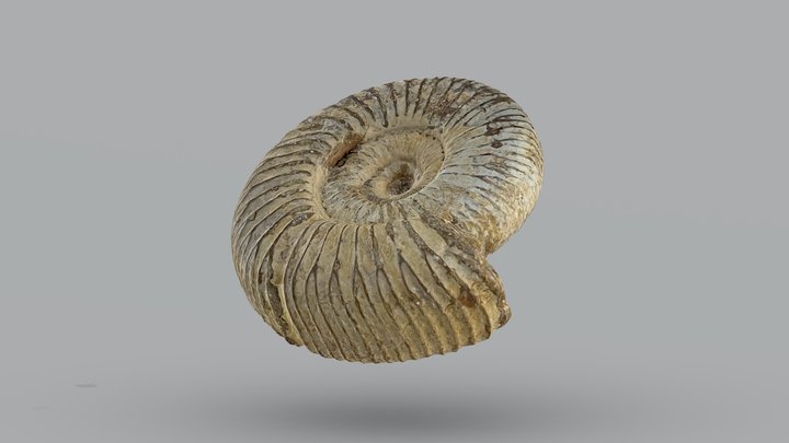 Ammonite, Science Zone UK – Modelo 3D gratuito STL