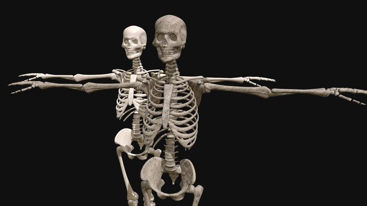 Free low-poly PBR / BSDF textured human skeleton 3D Model