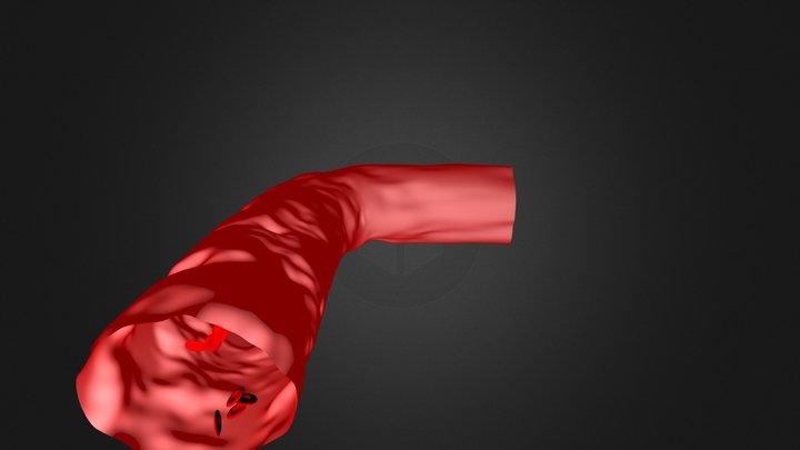 Blood vessel (collection of thunthu) 3D Model