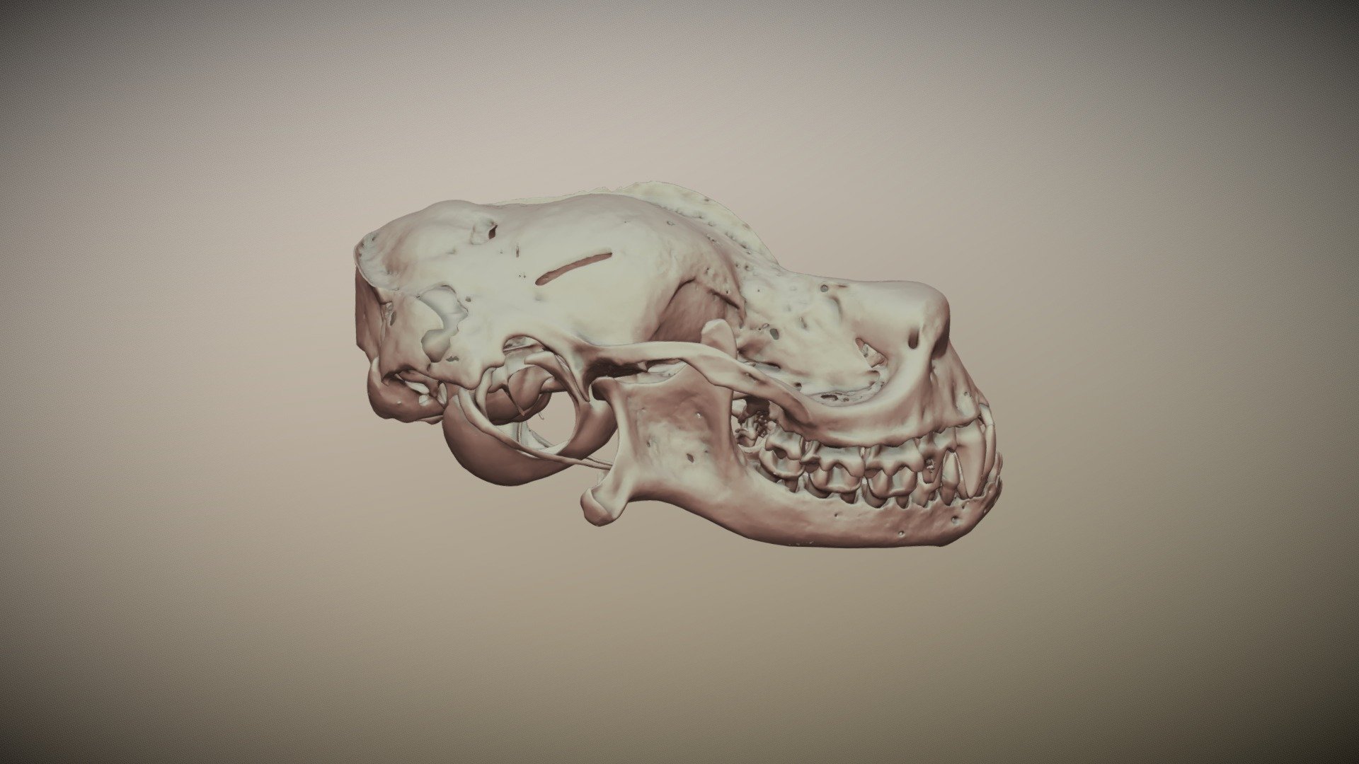 Rhinopoma hardwickii UF5526 3D model by Blackburn Lab ( ufherps