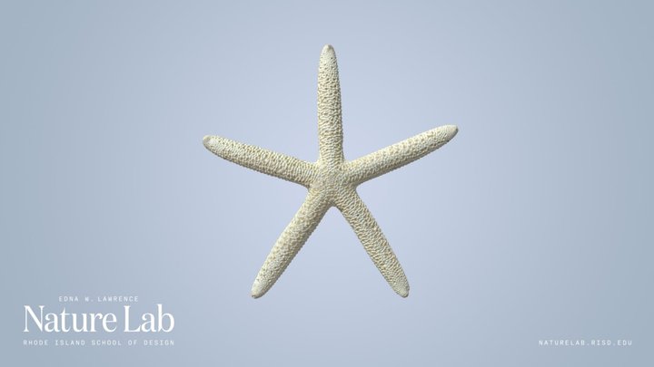 Sea Star