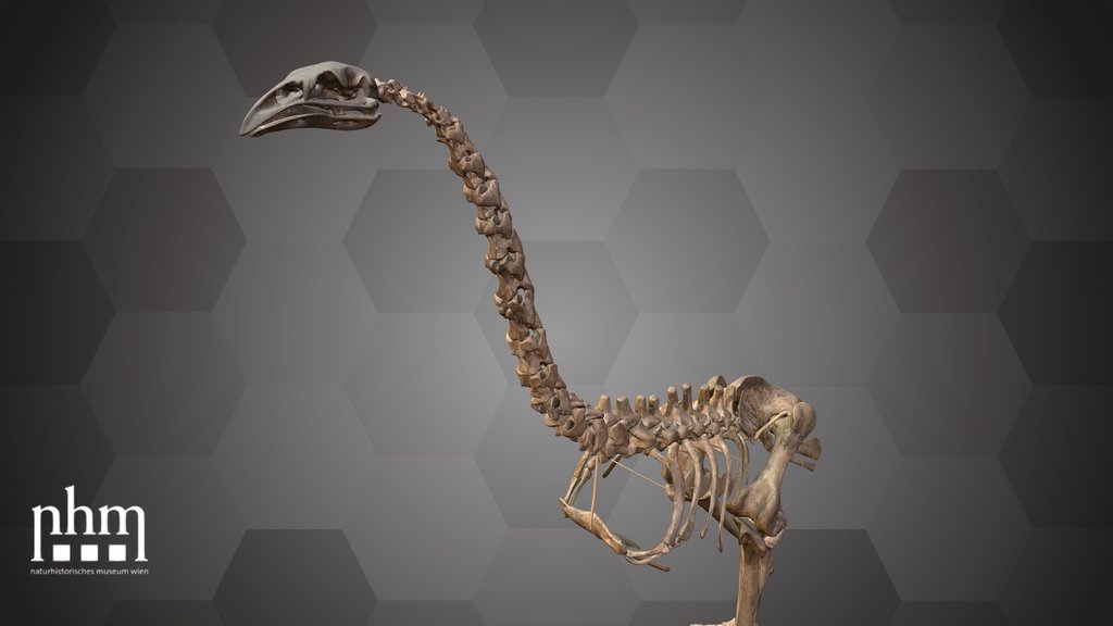 South Island Giant Moa (NHMW-ZOO-VS-SkA-11.372)