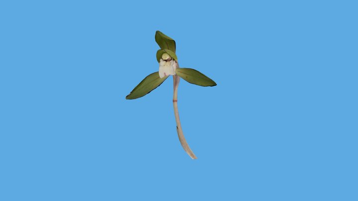 シュンラン（花）/riverstream orchid 3D Model