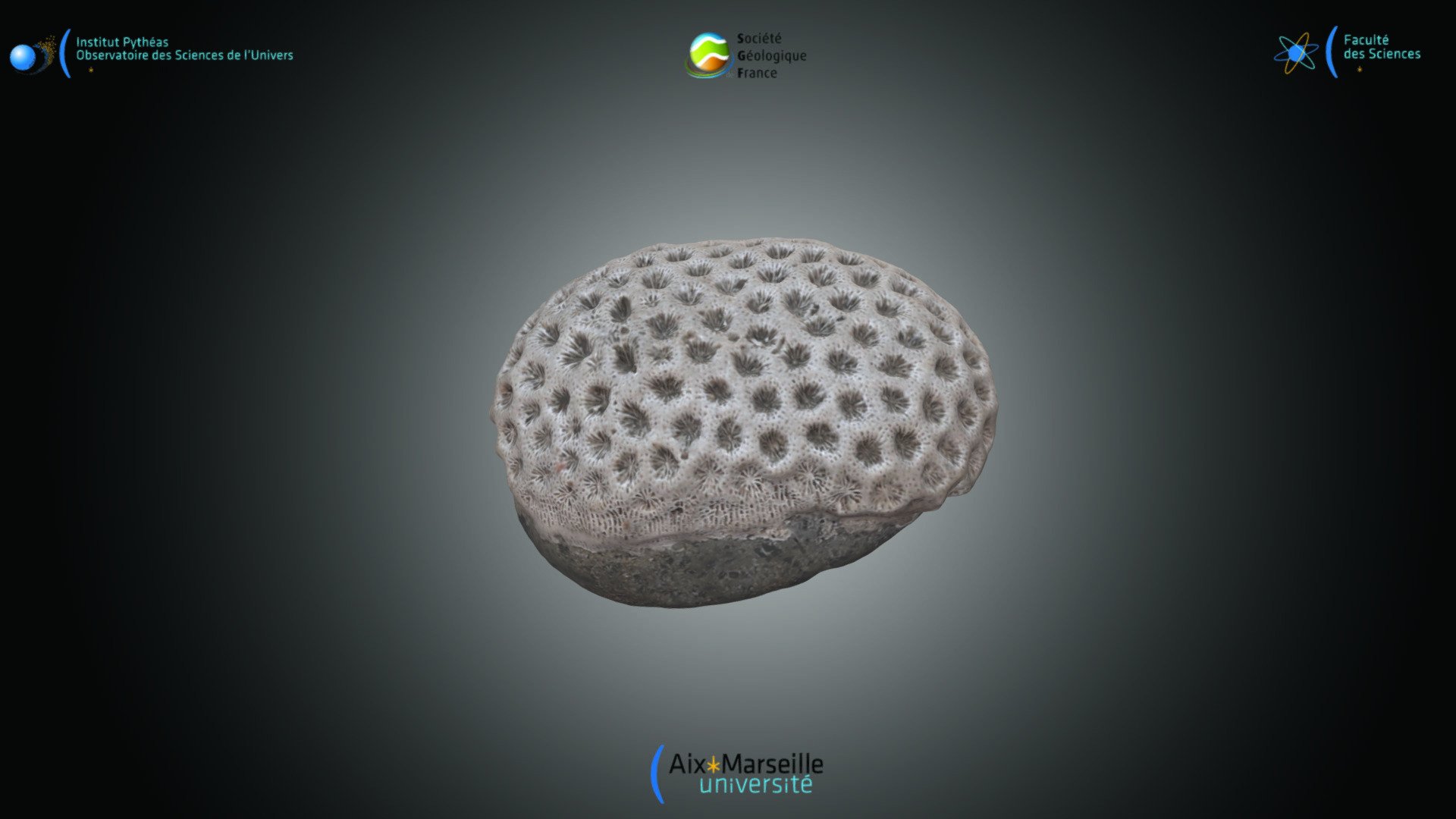 Cnidaire - Siderastrea sp. — Sketchfab embed 3D viewer