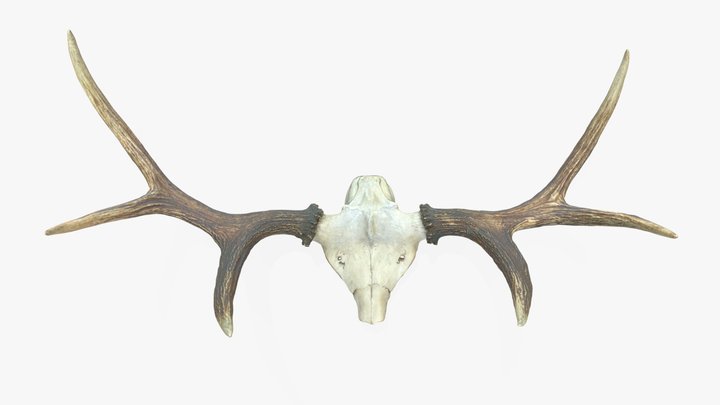 Antlers with Skull Fragment 3D Model