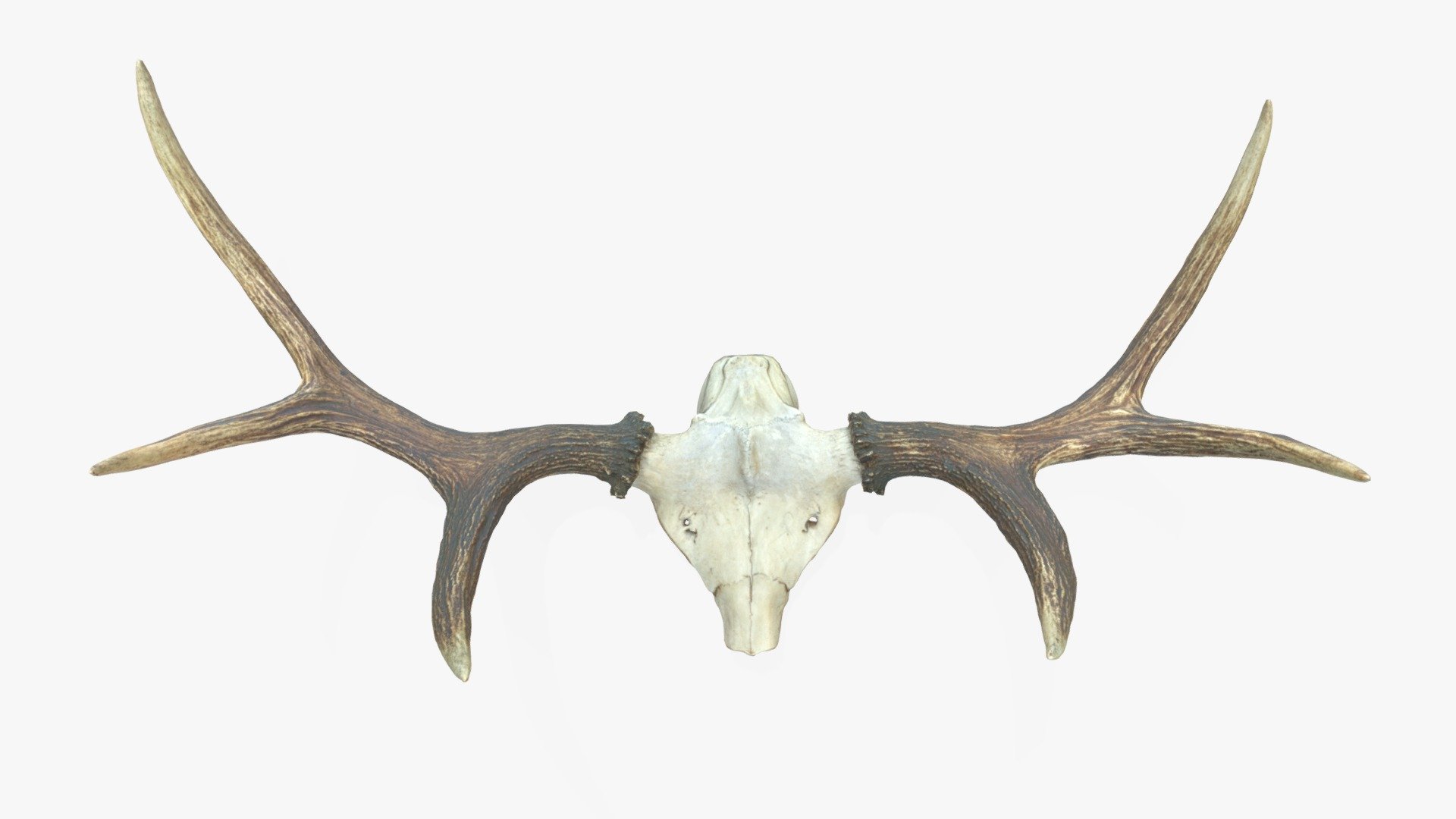 Antlers with Skull Fragment — Sketchfab embed 3D viewer