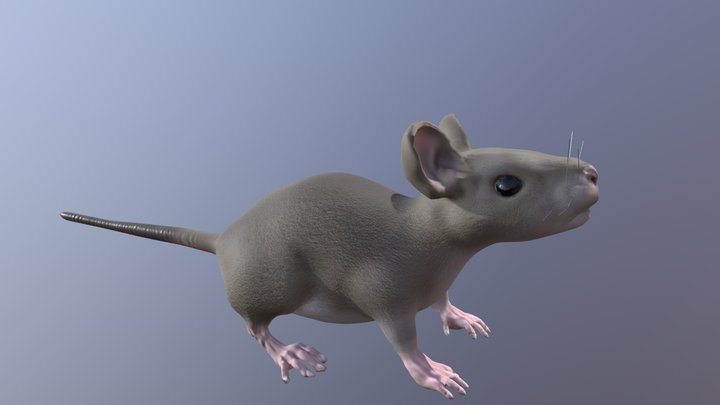 Mouse 3D Model