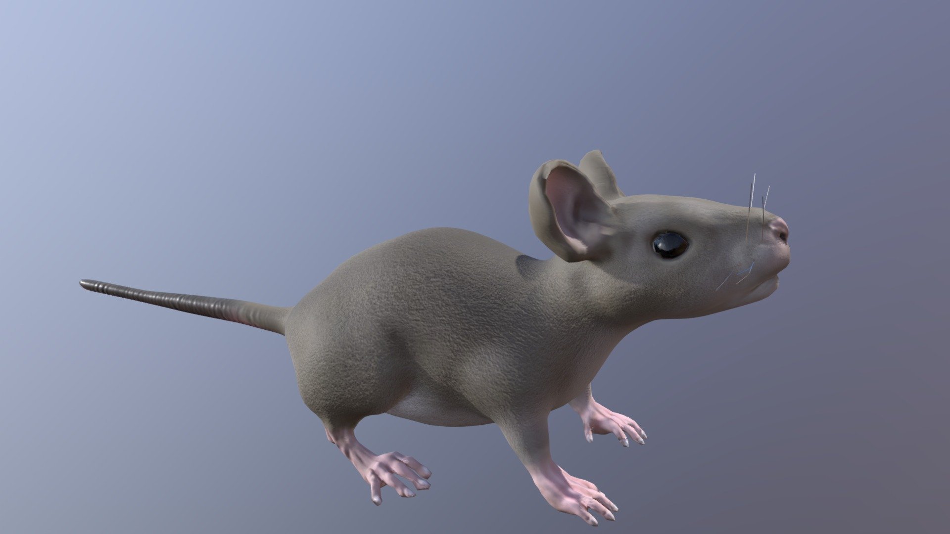 House-mouse 3D models - Sketchfab