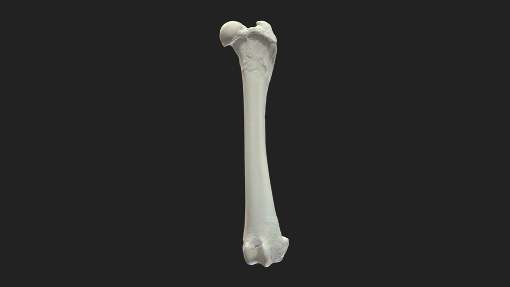 femur (os femoris) dog