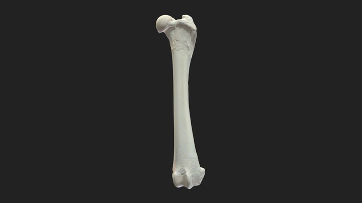 femur (os femoris) dog 3D Model