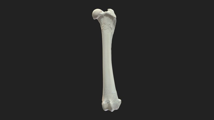 femur (os femoris) dog 3D Model