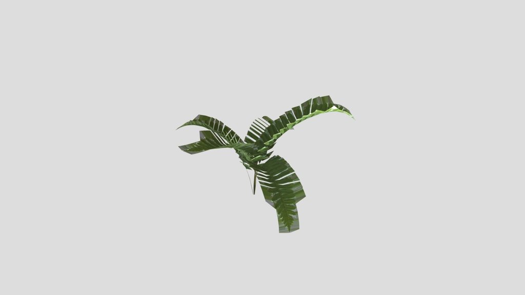 Bracken