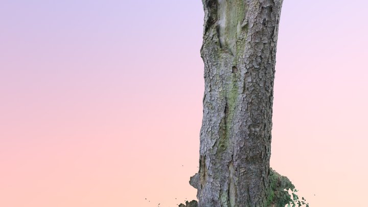 Old Tree 3D Model