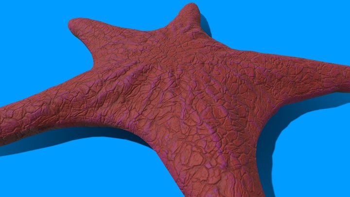 SeaStar 3D Model