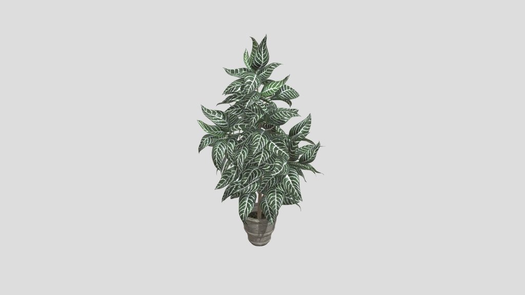 Zebra Plant