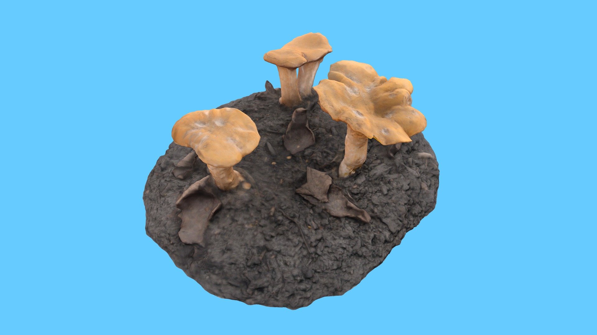3D model Chantrelle Mushrooms - This is a 3D model of the Chantrelle Mushrooms. The 3D model is about a pile of mushrooms.