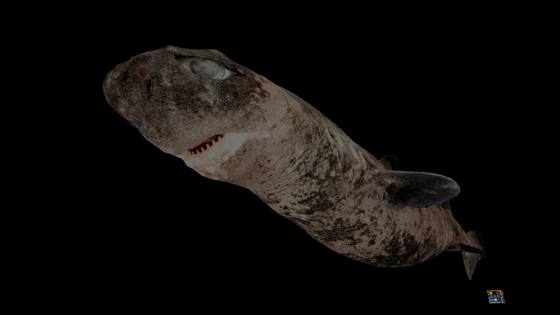 ヨロイザメ 🦈 Kitefin Shark, Dalatias licha Download Free 3D model by ffish