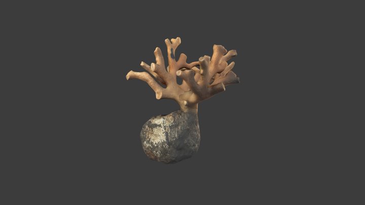 Distichopora borealis – Modello 3D gratuito STL
