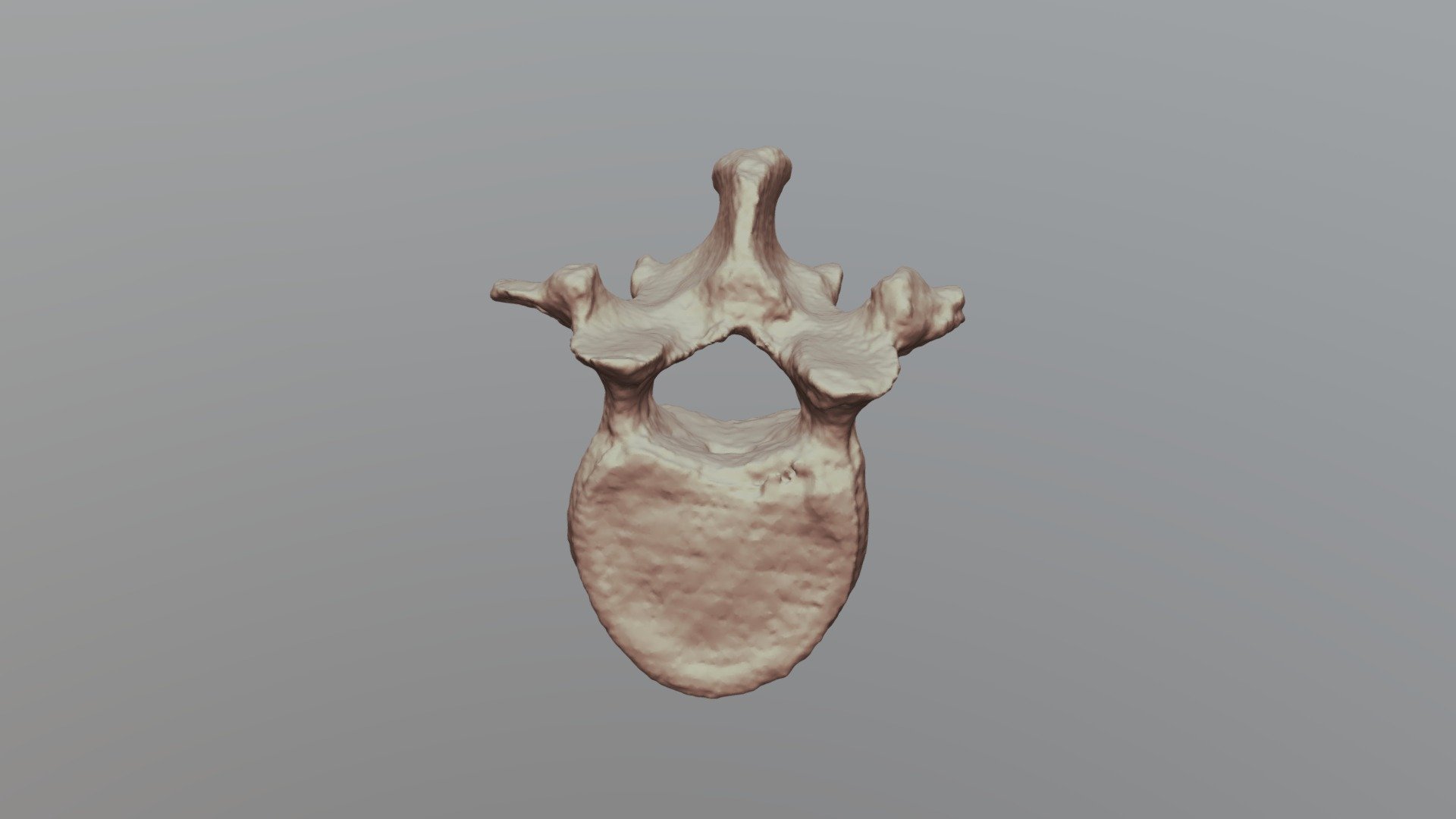 Lumbar Vertebrae - U of Oklahoma Anatomy - 3D model by bobbyreed ...