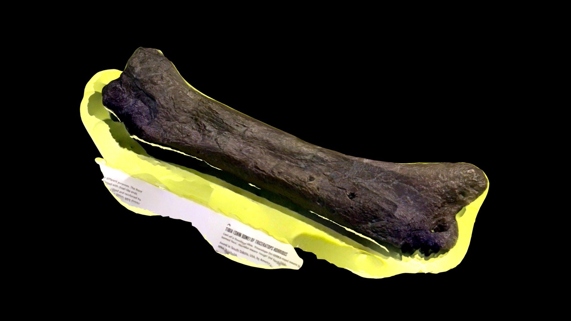 Triceratops Tibia w Toothmarks