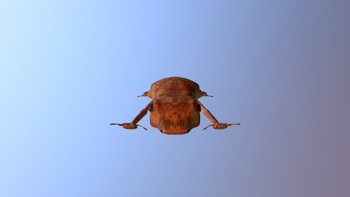 NNW - Frog 3D Model