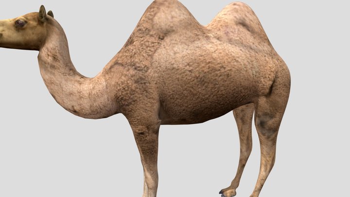 Bactrian_camel_low_poly – Kostenloses 3D-Modell STL
