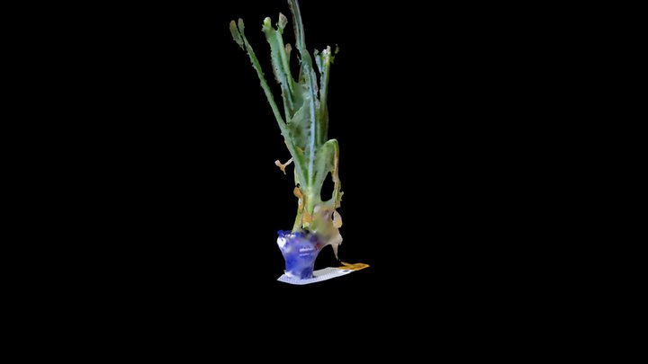 Plant 4 Final 3D Model