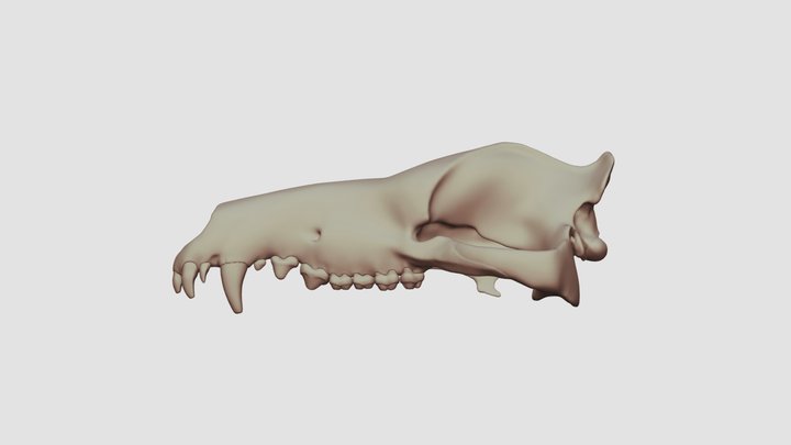 Andrewsarchus Cranial Reconstruction 3D Model