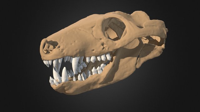 Thrinaxodon liorhinus 3D Model