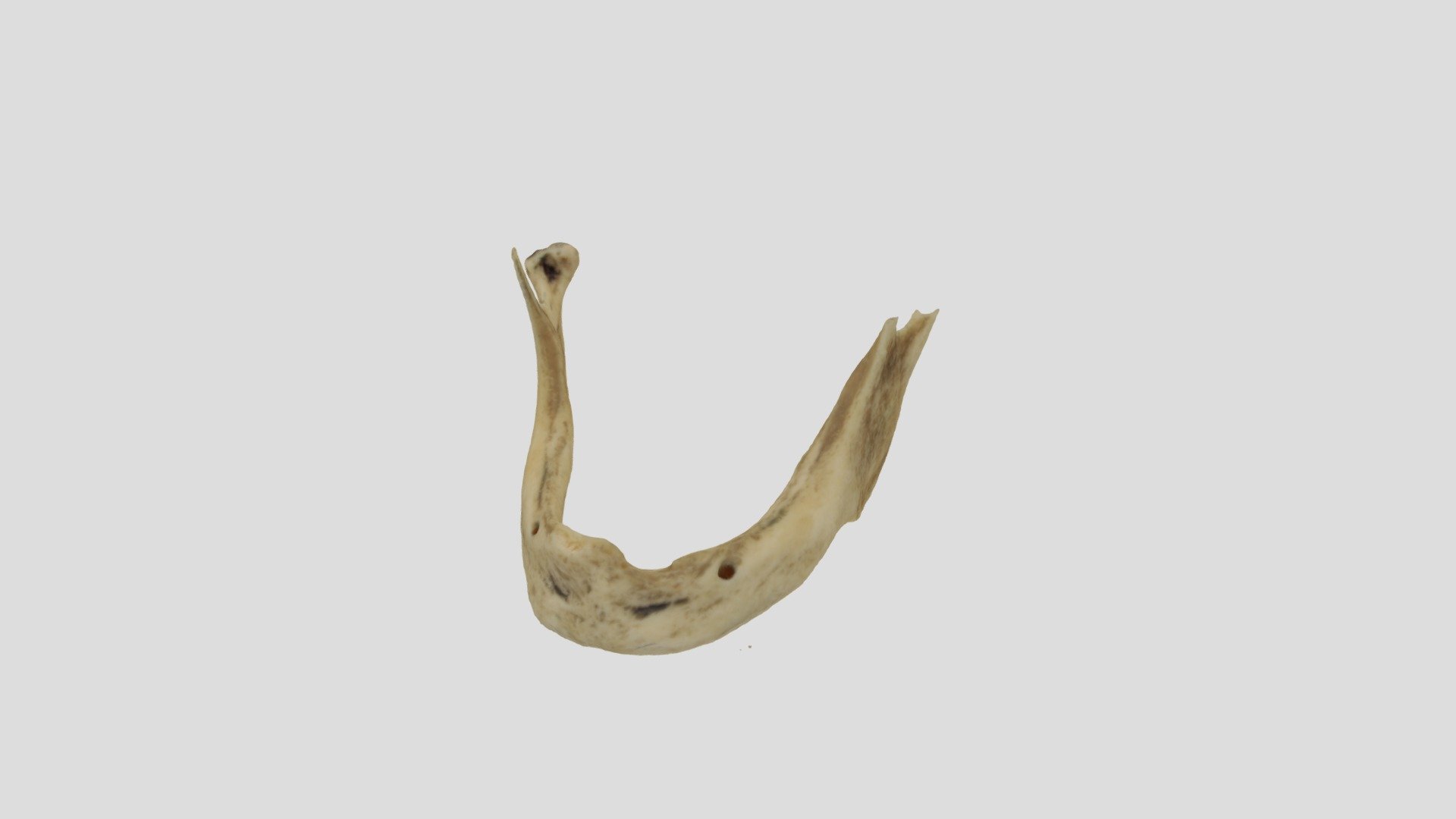 Mandibula 4