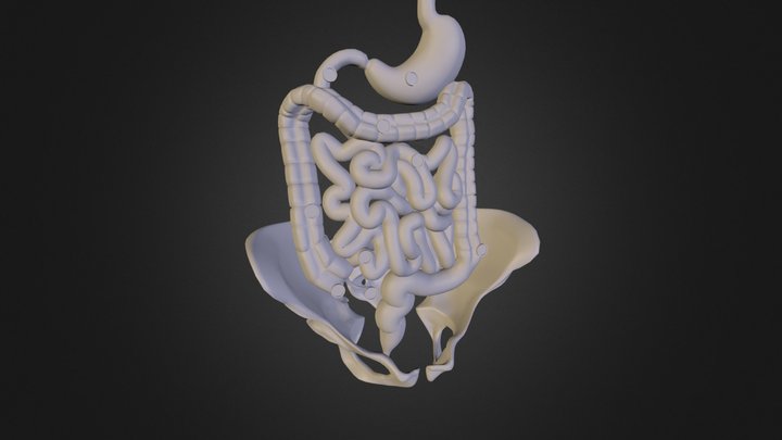 Intestine 3D Model