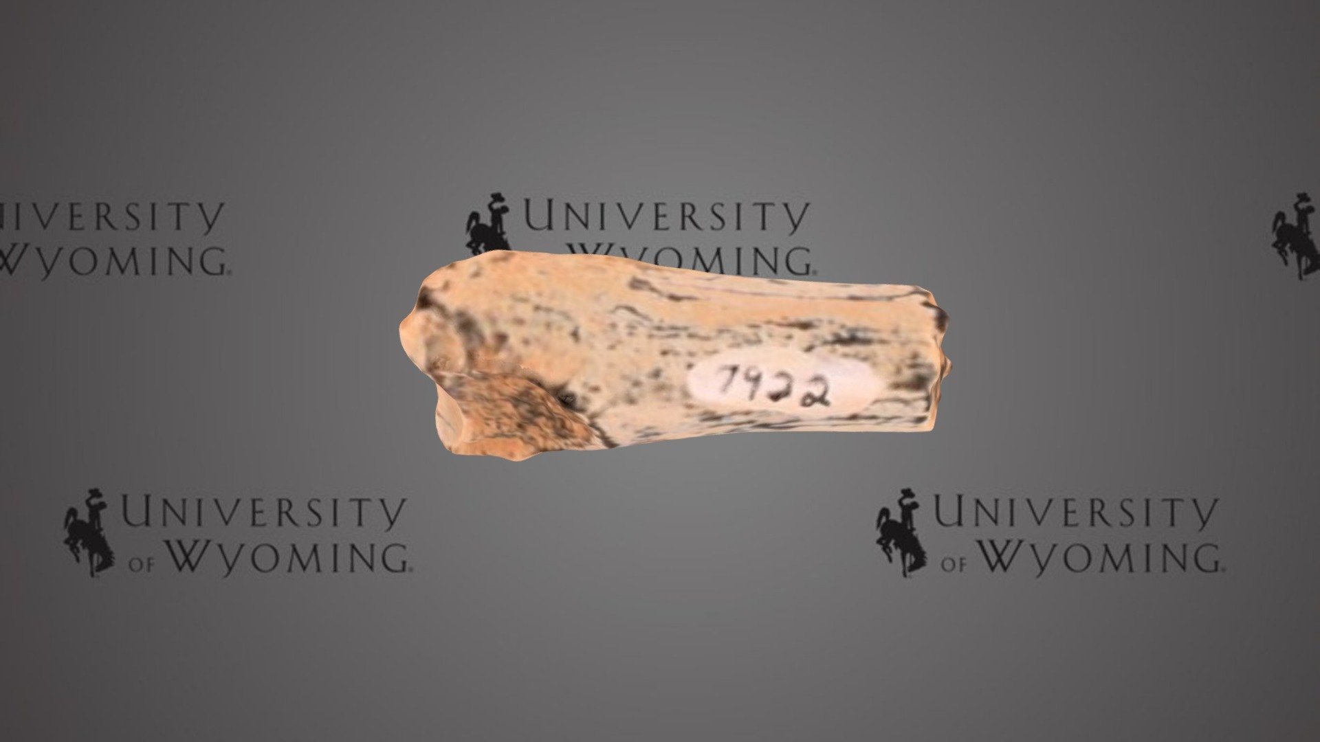 UW 7922 I - Hyracotherium angustidens, Limb