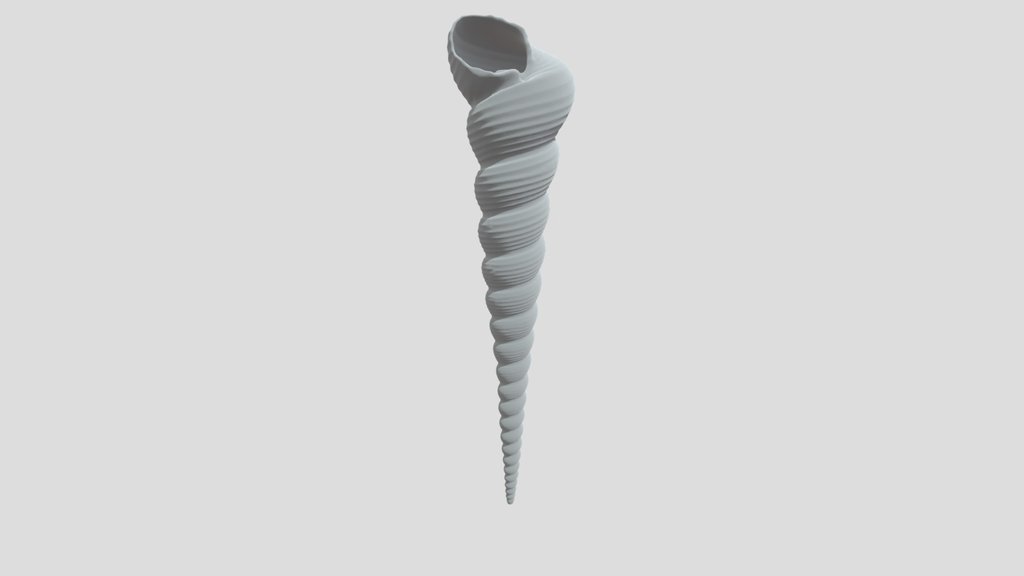Spiral Seashell