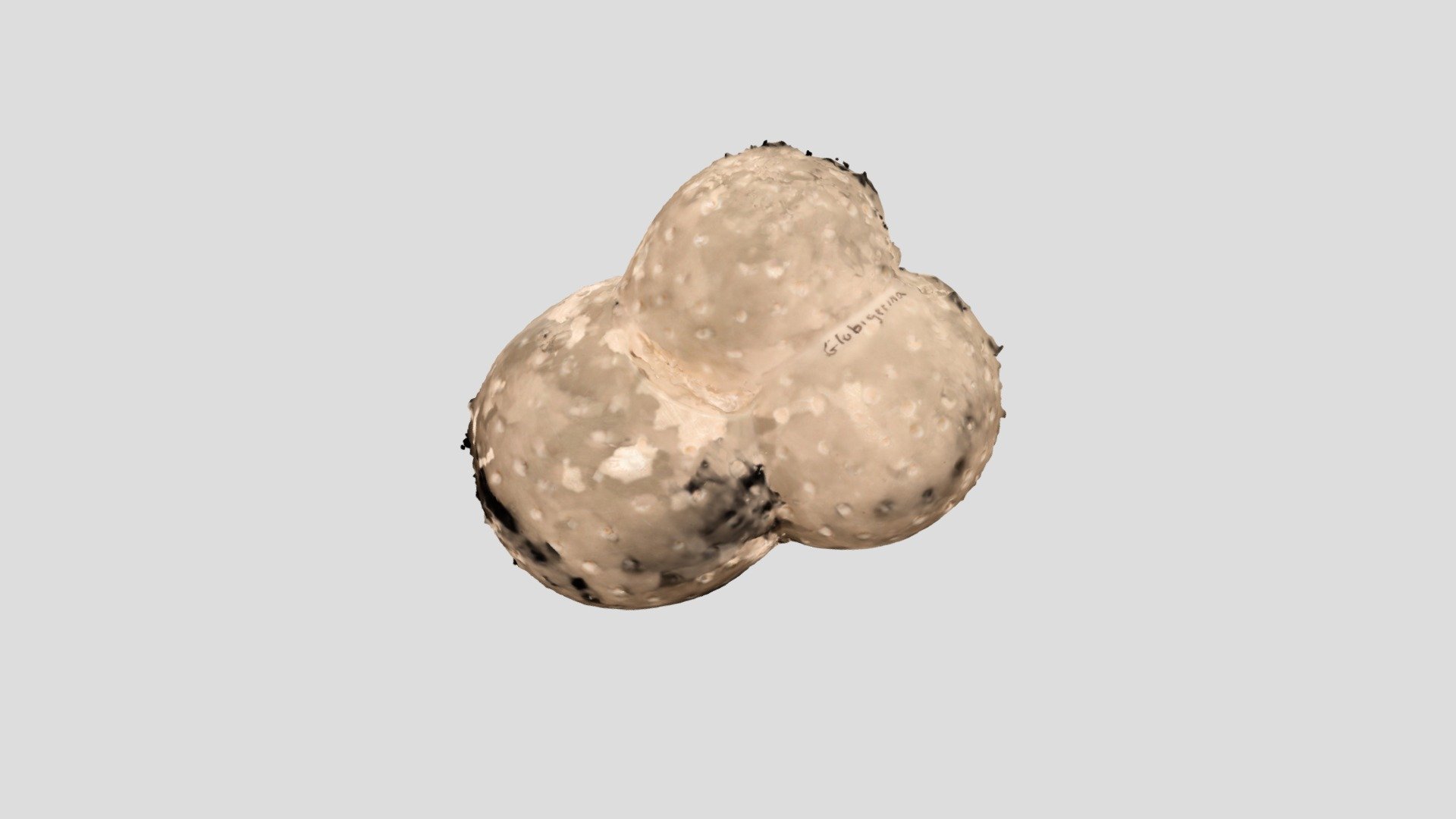 Globigerina — Sketchfab embed 3D viewer