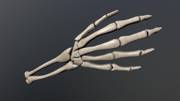 Skeleton Arm 3D Model
