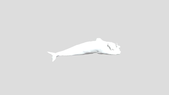 North Atlantic Right Whale 3D Model