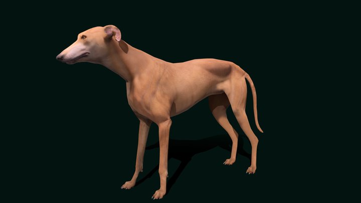 English Greyhound Dog Breed (LowPoly) 3D Model