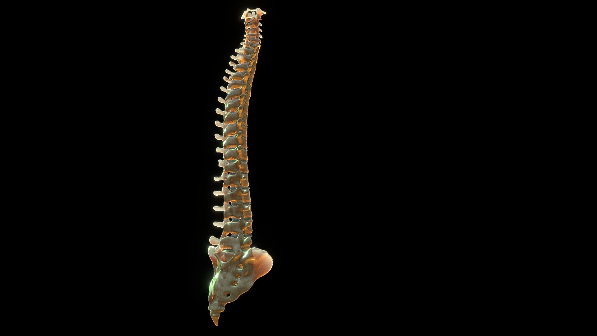 Human Spine Anatomy - 3D model by Josh.Hatfield [d109fdc] - Sketchfab