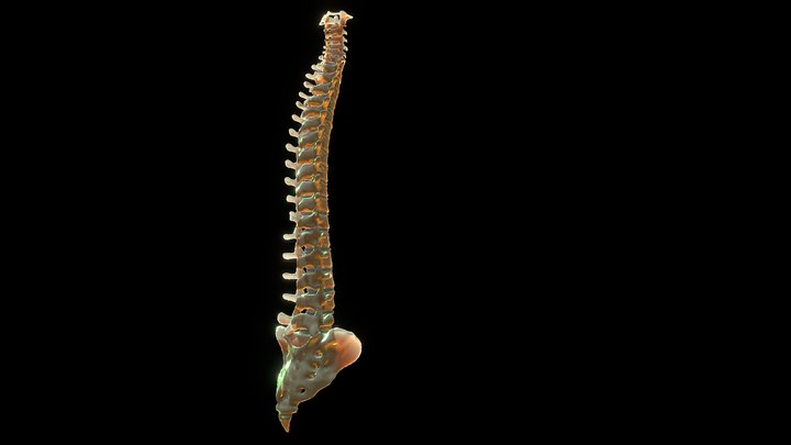 Human Spine Anatomy 3D Model