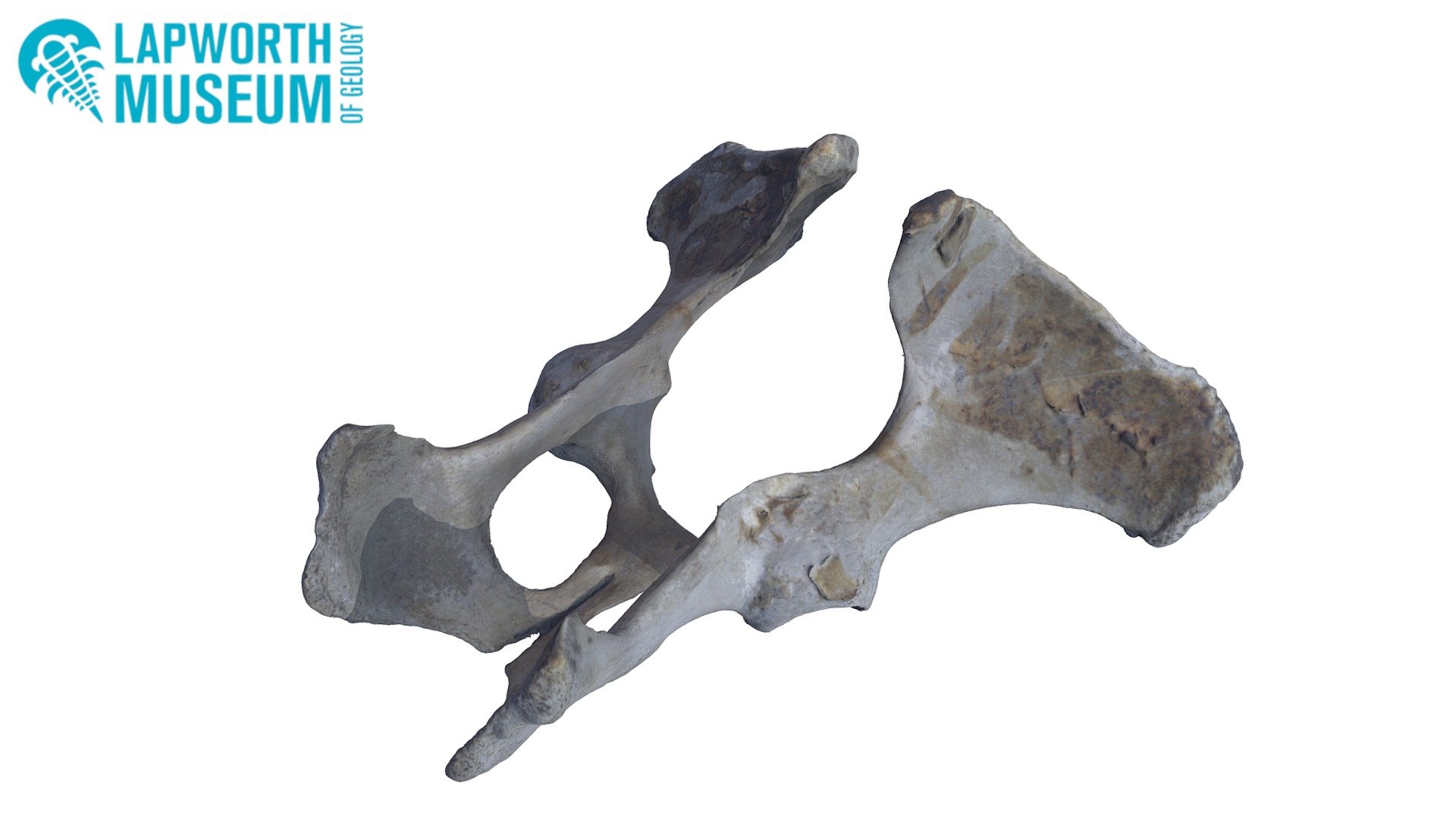 Hippopotamus Pelvis