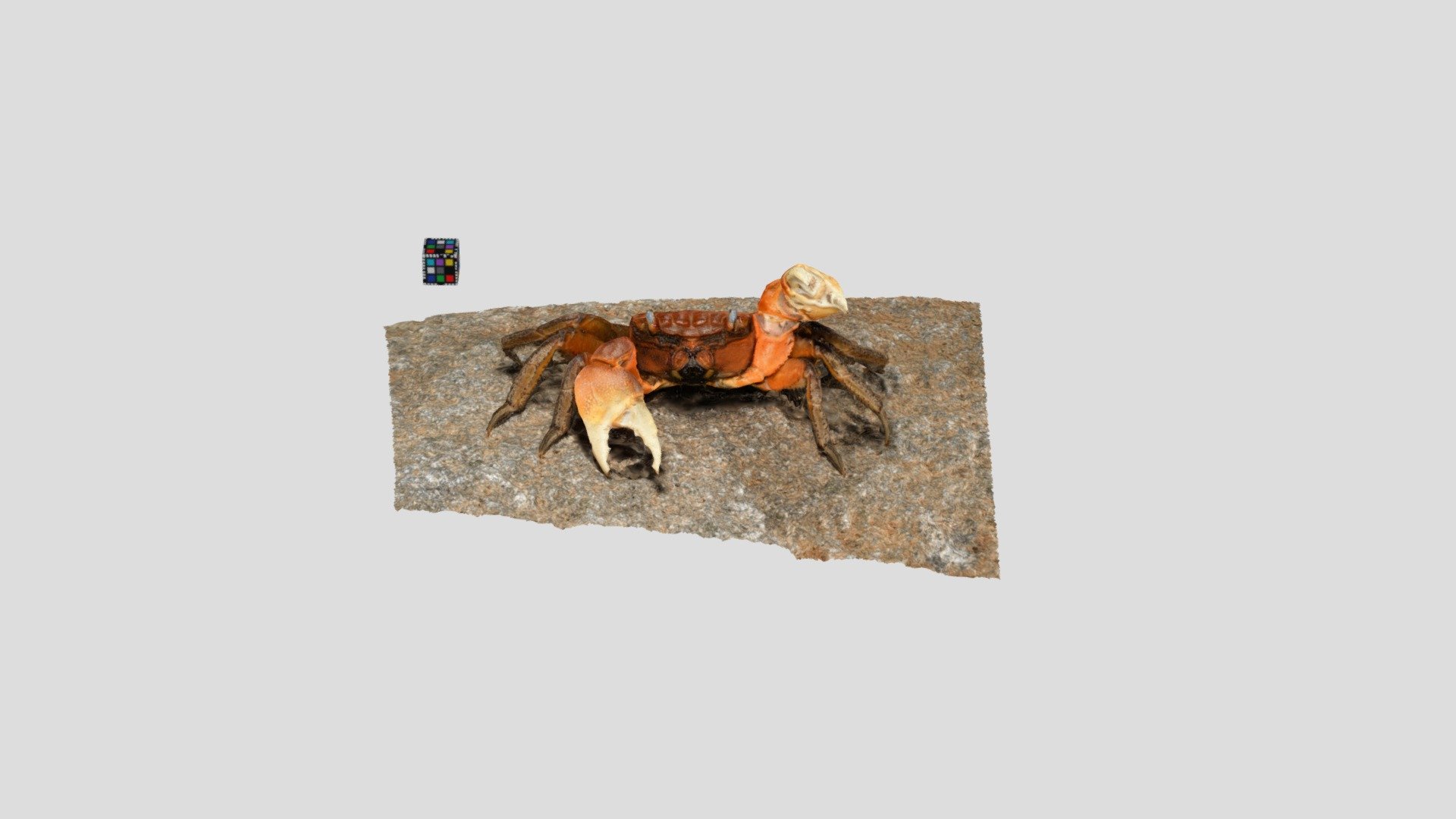ベンケイガニ Sesarmops intermedius